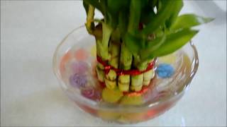 How to setup Feng-Shui Lucky Bamboo Plant?