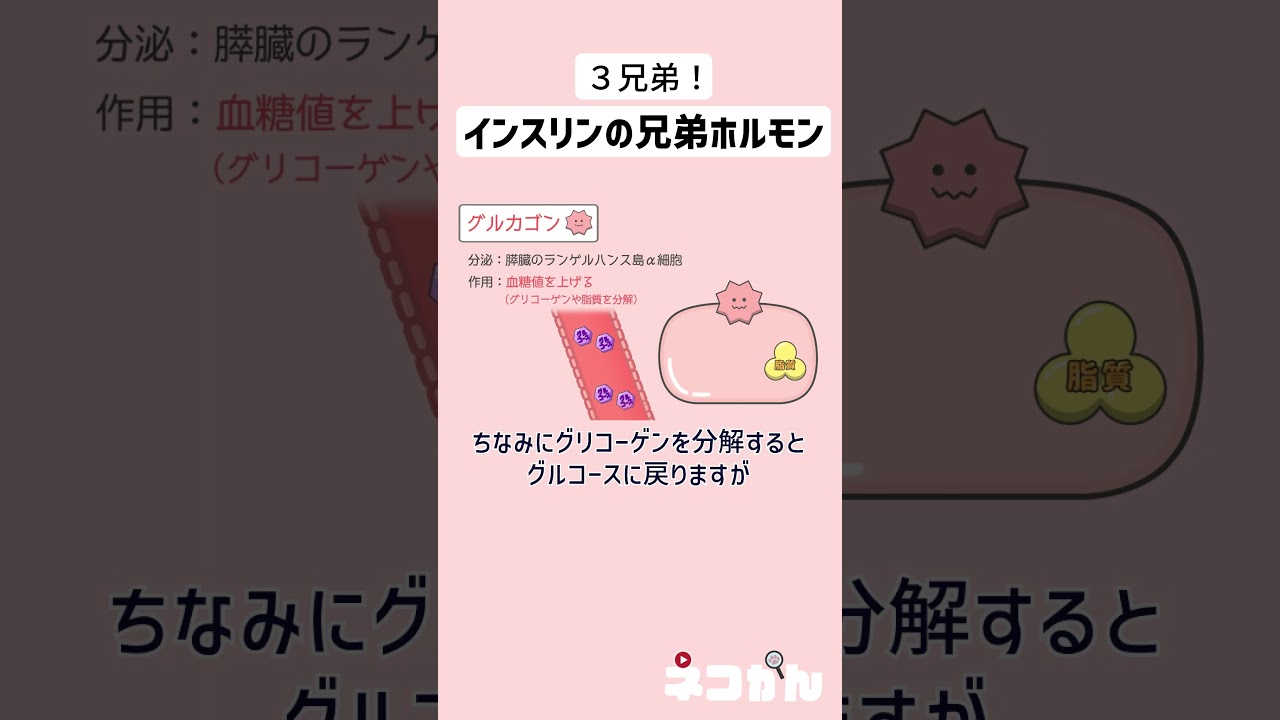 血糖調節ホルモン② グルカゴン、ソマトスタチン