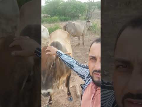 bom dia Brasil com gervasinho da Bahia direito de Quijingue BA vaqueirinho de uma vaca só