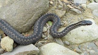 preview picture of video 'ŻMIJA ZYGZAKOWATA (Vipera berus) - Międzybrodzie Bialskie, brzeg potoku Ponikiew 20.07.2012r.'