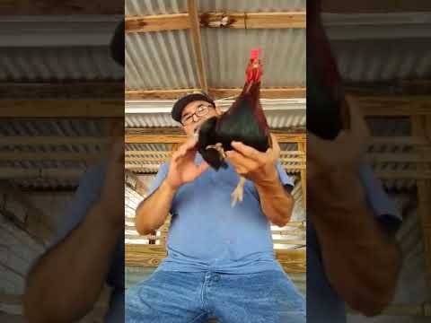 My George Foster Kelso