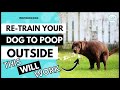 RE Train Your Adult Dog To Potty Outside The House II Dog Potty Training II Monkoodog
