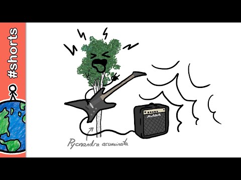 Essa planta é do metal! #shorts
