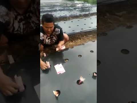 , title : 'Viral VIdeo Tanam uang 100 ribuan. kayak tanam bawang merah aja'