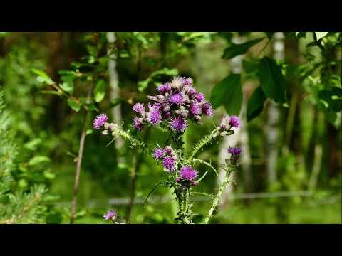 Der  Moorerlebnispfad im Pöllwitzer Wald