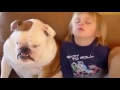 Video 'Everybody loves funny animals'