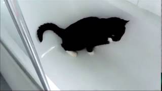 Cat Pees In The Bath!