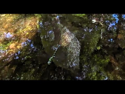 Die Libelle, der Totenstein und das Gras. 2 Tage, 1 chaotisches Video.