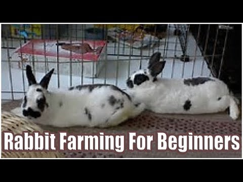, title : 'Rabbit Farming For Beginners'