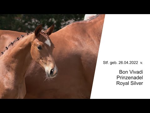Stf v Bon Vivaldi x Prinzenadel x Royal Silver 2022