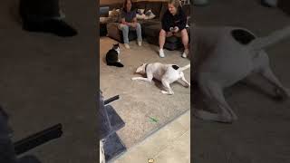 Dog Vs Cat #cat #dog #funny #catvsdog #funnypets