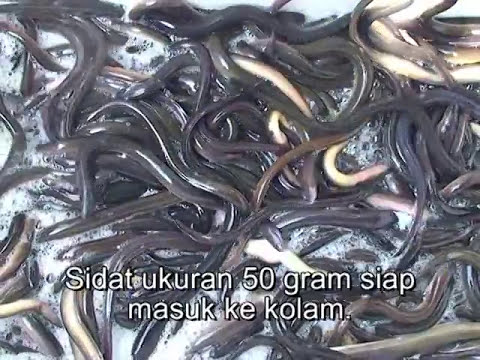 Cara memasak kenari dengan madu dari potensi Tanda-tanda wanita bersemangat