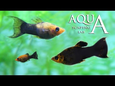 Aquascaping Lab - Poecilia Sphenops Black Molly fish technical sheet / scheda tecnica pesce