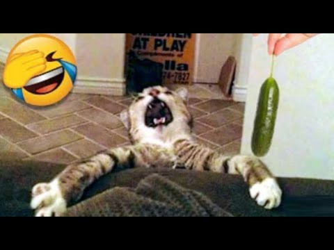 Funny Cat Scares Of Ordinary Things ## مخاوف القطط المضحكة من الأشياء العادية
