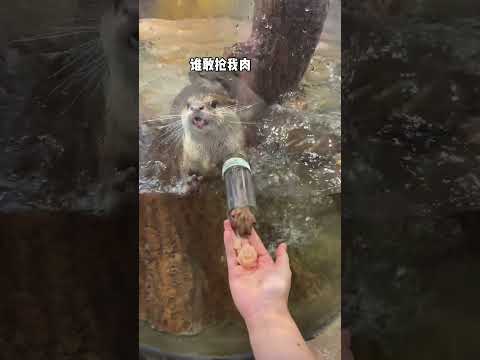 當小水獺看到魚肉！ #長沙zoolung大型室內動物園 #王思聰的動物園 #水獺 #水獺寶寶 #親子遊玩好去處