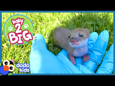 Tiniest Weasel Squeaks So Loud When He Sees Grass For The First Time | Dodo Kids | Baby 2 Big
