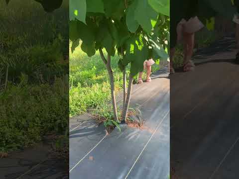 Pawpaw tree graft progression. Chapelle vs Shenandoah