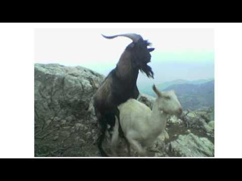 αστειο βιντεο