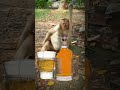 #alcohol #alcohollover #cheers #liquor #whiskey #monkey #fun #funreels #pets