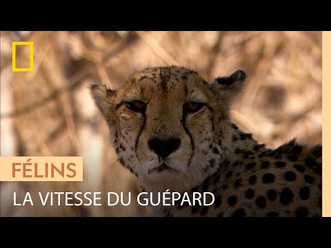 Le guépard : un corps fait pour aller vite