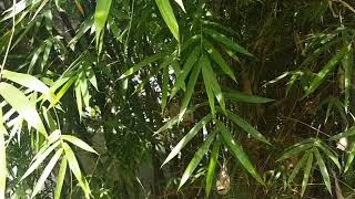 Bamboo- Naughty or Nice- You Choose