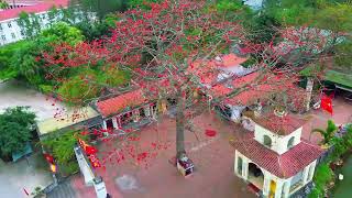 MÙA HOA GẠO ĐỎ RỰC TRỜI