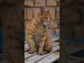 Take By A Picture Naughty Catعکاسی گربه شیطون Streetphotography Dog Cat Photography Do