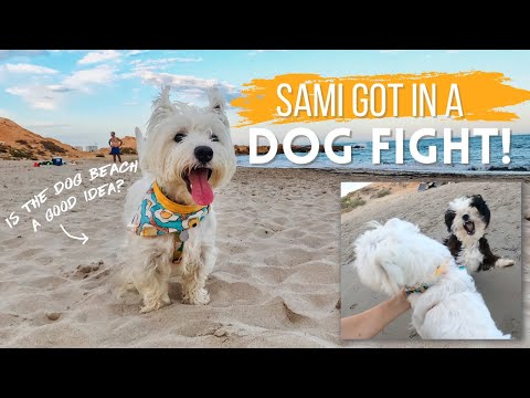 A Day at the Dog Beach: Tammy's Adventure with Other Dogs