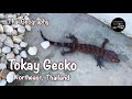 Tokay Gecko | Barking Thai Lizard | Northeast Thailand | Thai Geography | University Filmworks