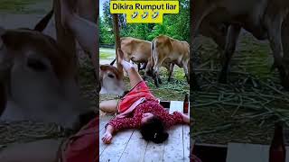 Download lagu sapi tak tau diri #funny #lucu #comedy mp3