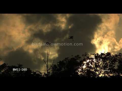 Egrets Slow Motion Flying at sunset shot on Phantom HD Gold - 2 Shots