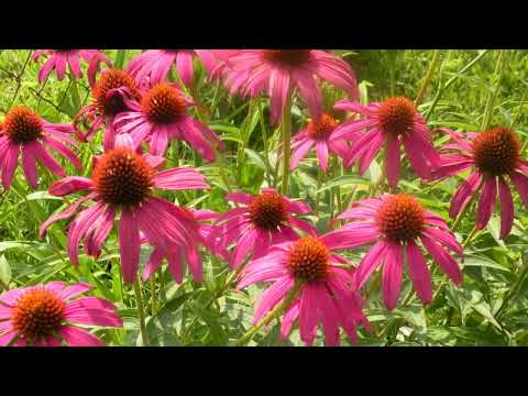 How to Grow Coneflower