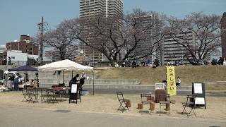 3月28日【びわ湖放送ニュース】草津市で桜まつり にぎわう