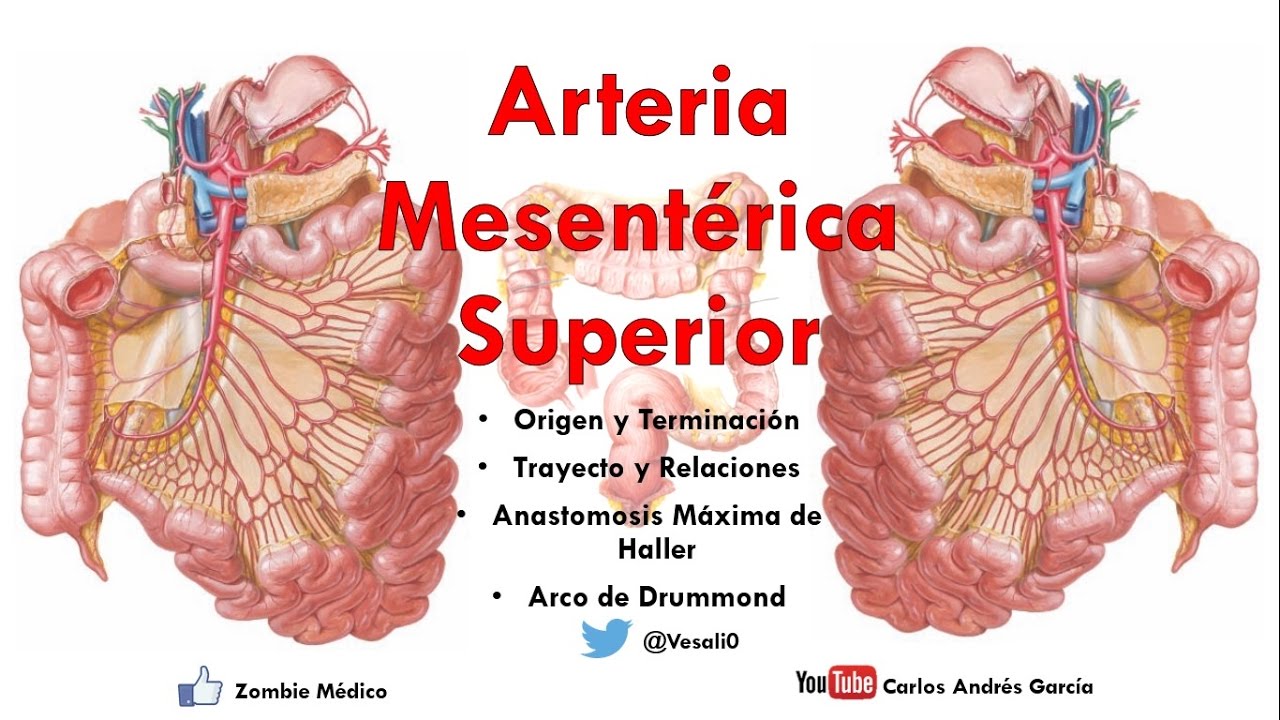 Anatomía - Arteria Mesentérica Superior (Orige, Trayecto, Arterias Cólicas, Arco de Drummond)