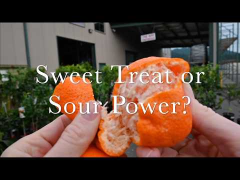 Citrus -A Complete Guide | Find Your Zestie Bestie