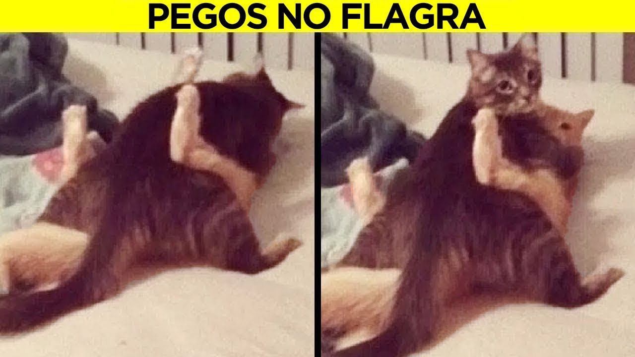 Animais Que Quase Deram Um Infarto Em Seus Donos