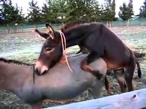 ОСЕЛ 2