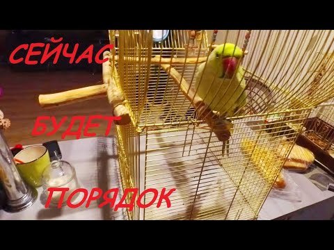 ЧИСТИМ КЛЕТКУ ГРИШЕ