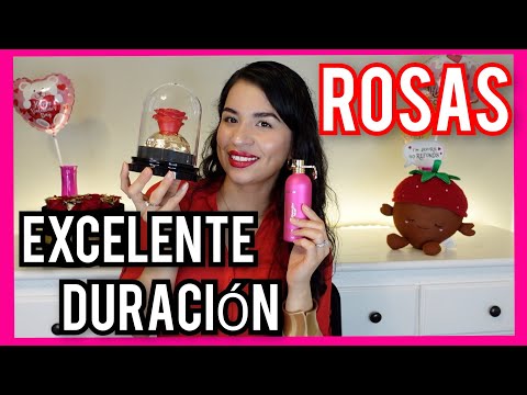 LOS MEJORES PERFUMES DE ROSAS PARA SAN VALENTÍN ⚘️🌸