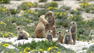 Prairie Dogs: America's Meerkats - 2. Social Life