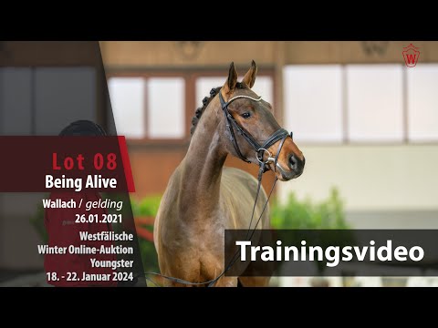 Winter-Auktion Youngster Training Lot 08 Being Alive Wallach v. Benicio - Marqués
