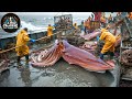 How Fishermen Catch Millions Of Giant Squid In The Deep Sea DEFAULT Thumbnail
