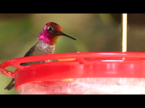 カリプテ・アンナ