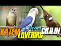 MASTERAN CILILIN KAPAS TEMBAK LOVEBIRD AUDIO JERNIH DAN BERJEDA