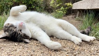 自由を体現してる人懐っこくてかわいい猫ちゃん