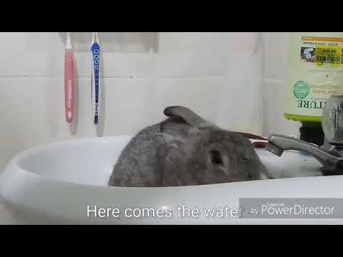 Rabbit SCREAMS while taking a bath