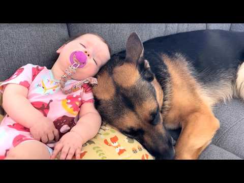 41kg German Shepherd Refuses to Leave Baby's Room—What Parents Found Shocked