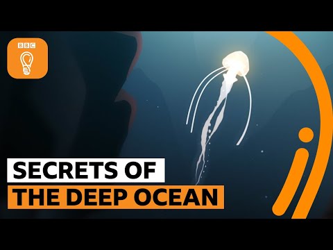 深海的祕密｜BBC創意 (The secrets of the deep ocean | BBC Ideas)