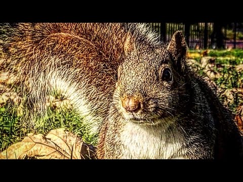 "Campus tour" in the eyes of the squirrels | Vanderbilt University
