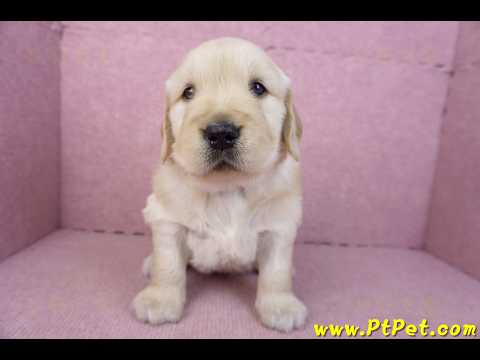 01/10黃金獵犬母幼犬1號(高雄左營)